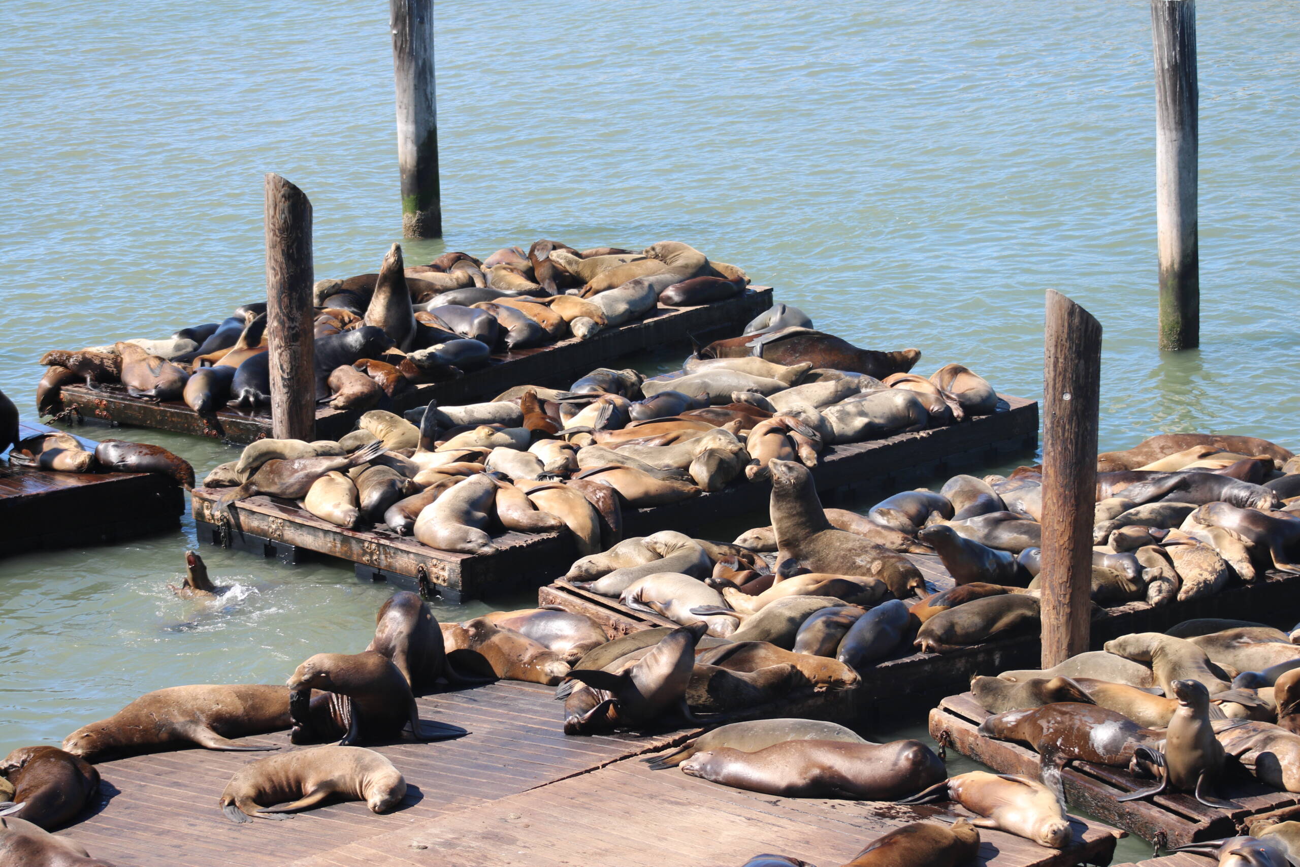 Lazy Afternoons with the Sea Lions of Pier 39, San Francisco