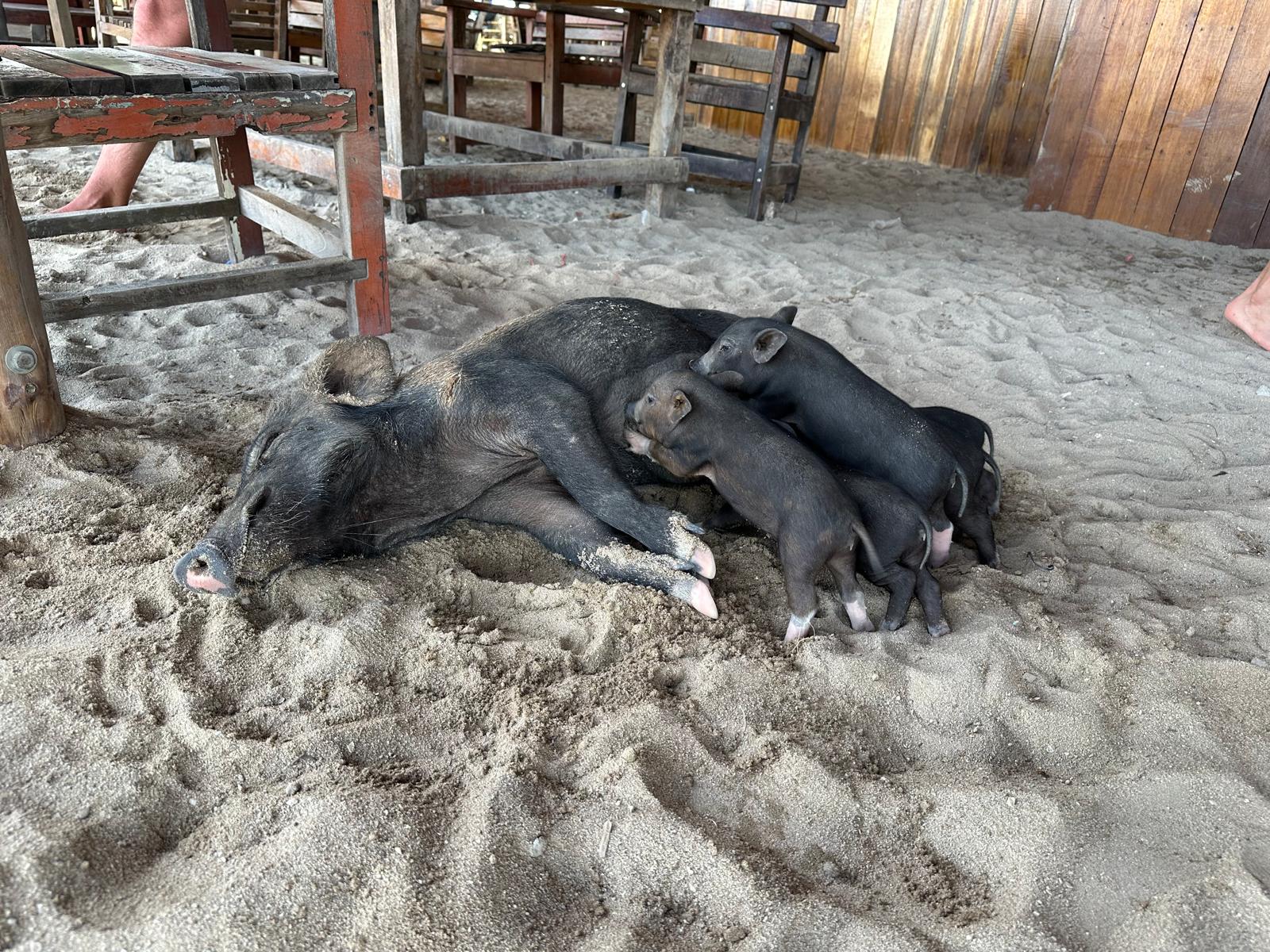 Pig Island, Koh Madsum, Thailand