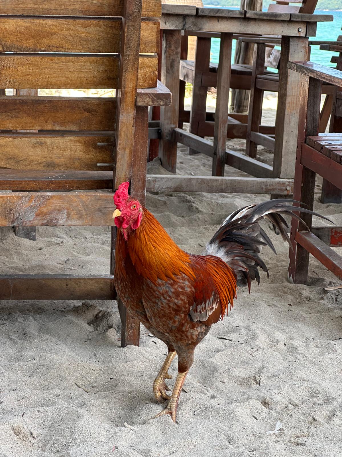 Pig Island, Koh Madsum, Thailand
