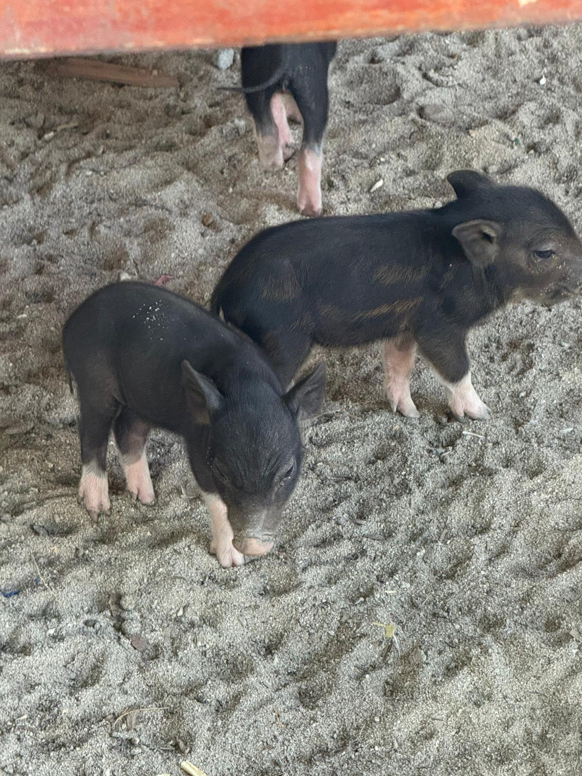Pig Island, Koh Madsum, Thailand