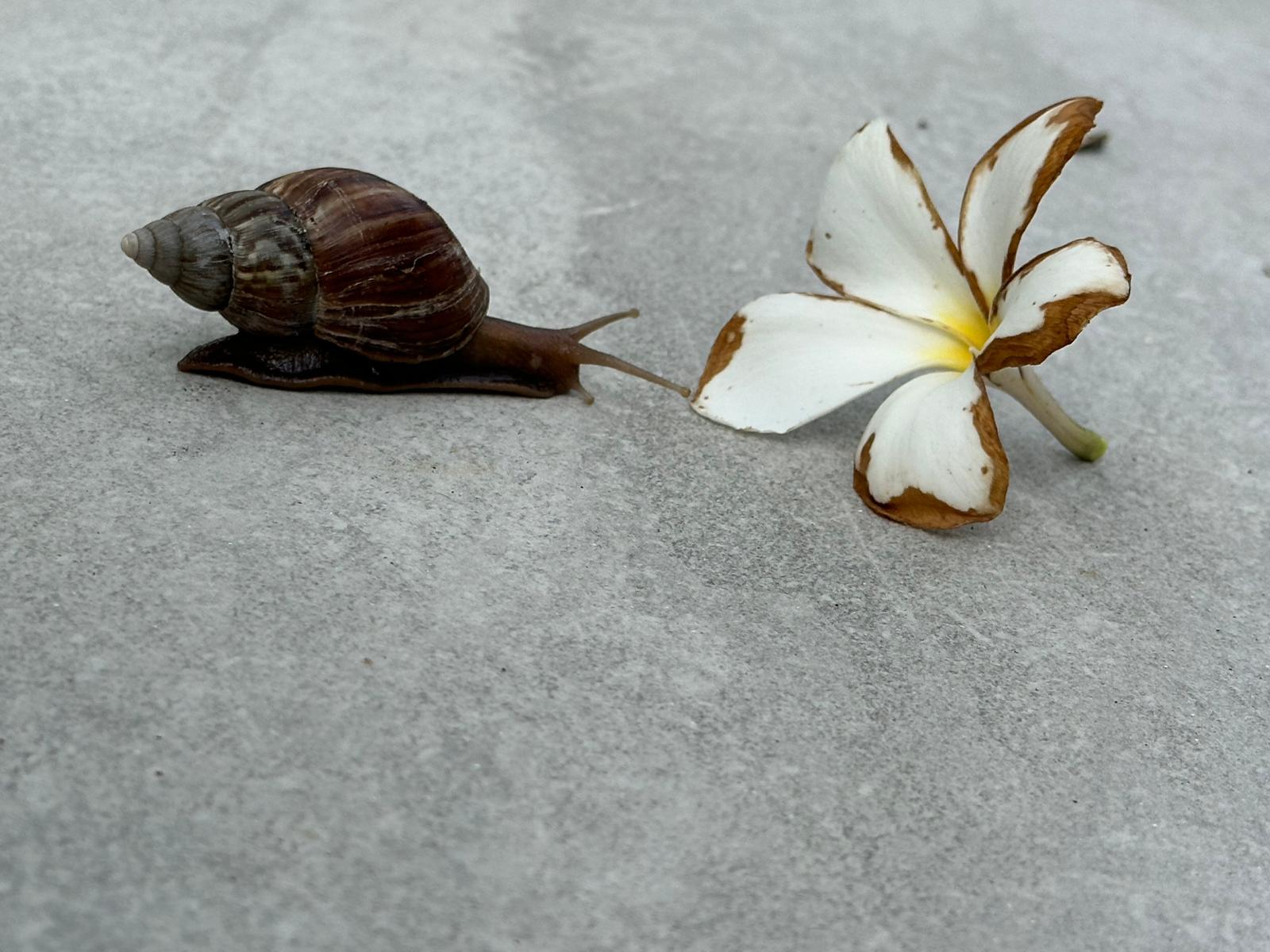 The Art of Travelling Slowly