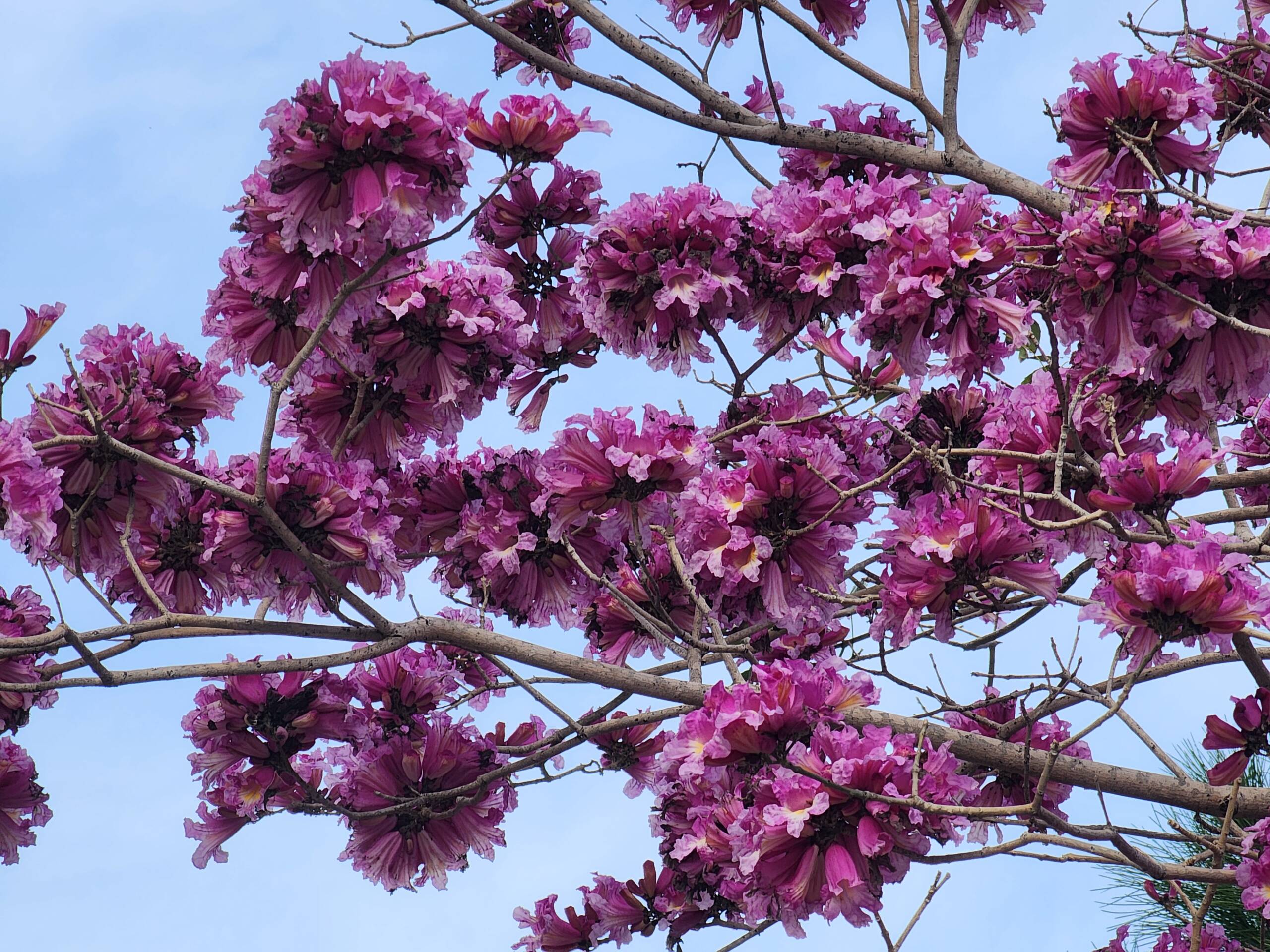 Cherry Blossom Travel
